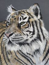 Sumatran Tiger6