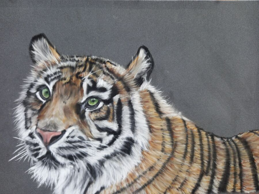 Sumatran Tiger3