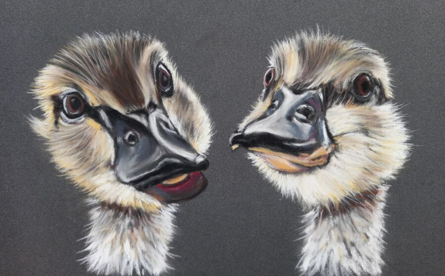 Ducklings