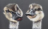 Ducklings