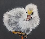 Duckling
