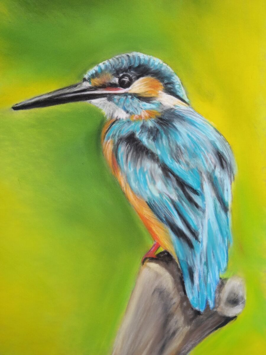 Kingfisher1