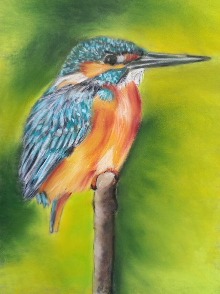 Kingfisher2