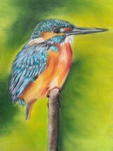 Kingfisher2