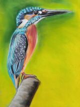 Kingfisher3