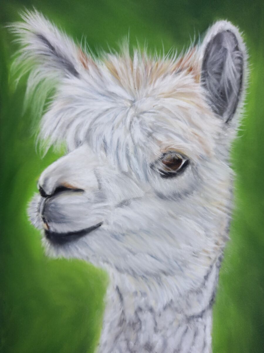 Alpaca1