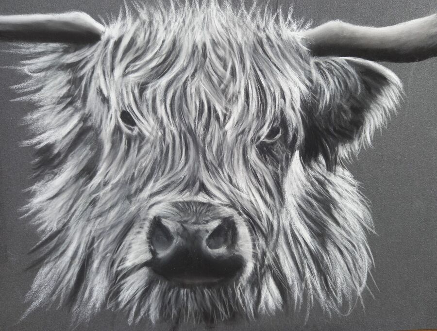Cow