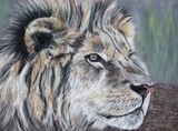 Lion1