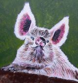 Piggy1
