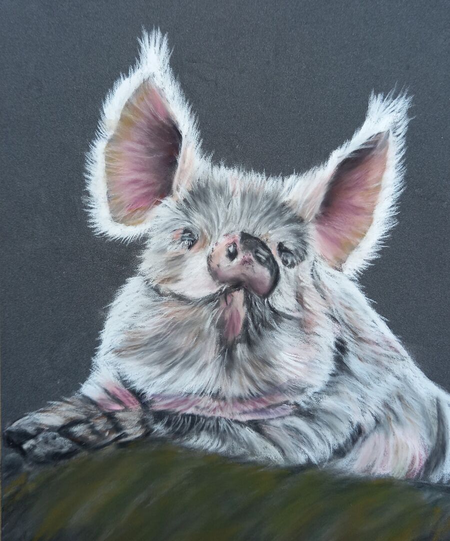 Piggy1