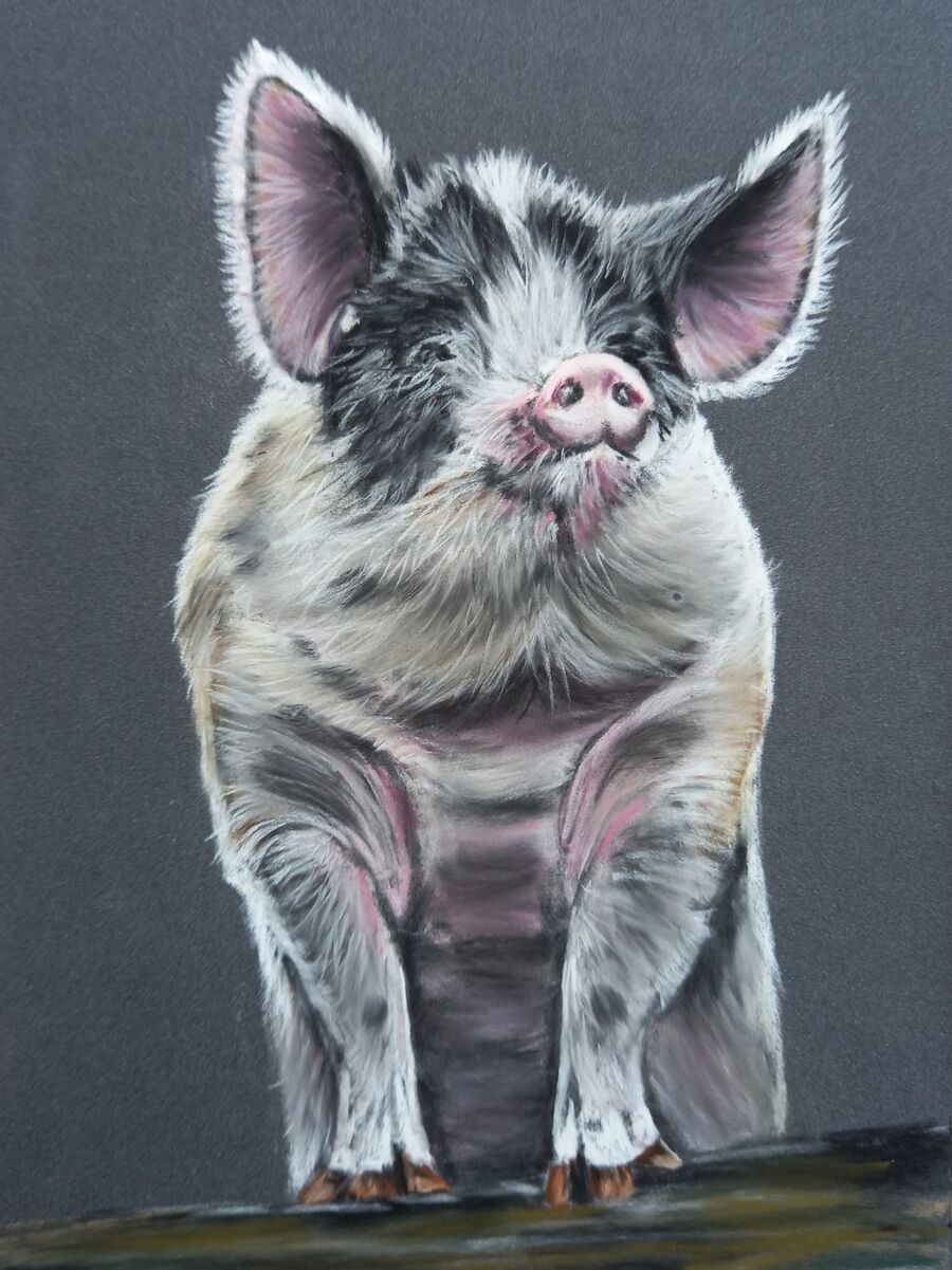 Piggy3