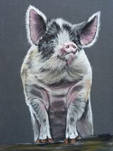 Piggy3