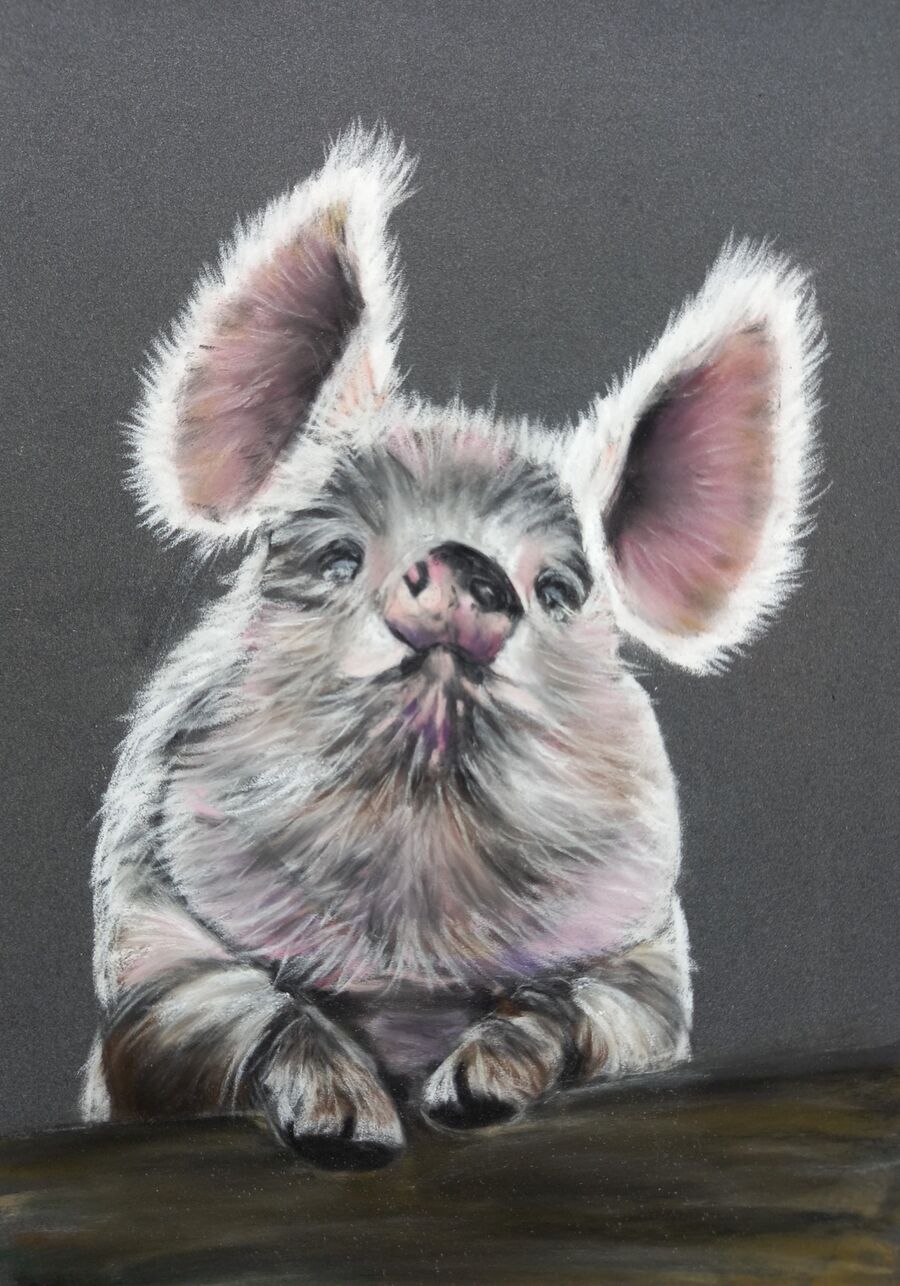 Piggy2