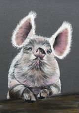 Piggy2