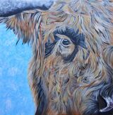 Highland Cow 2
