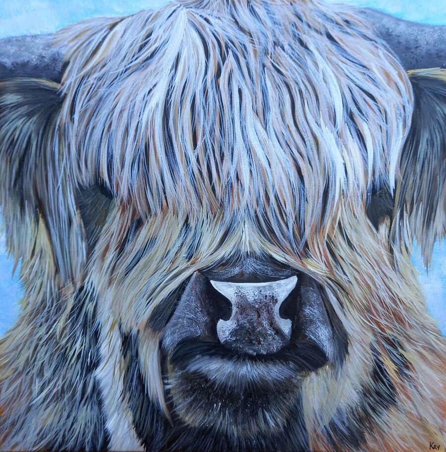 Highland Cow 4
