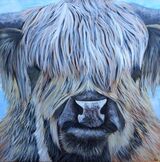 Highland Cow 4