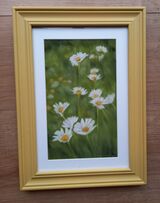 White Daisies