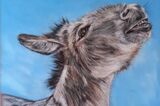 Donkey
