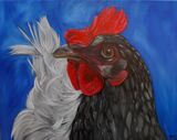 Andalusian Blue Chicken