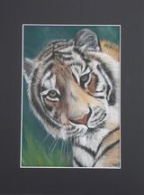 Siberian Tiger