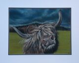 Highland Cow - 2