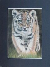 Tiger Cub