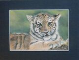 Tiger Cub