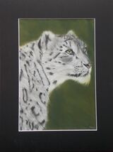 Snow Leopard