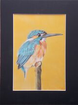 Kingfisher