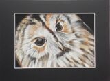 Tawny Owl