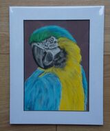 Macaw Parrot