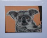 Koala Bear