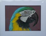 Macaw