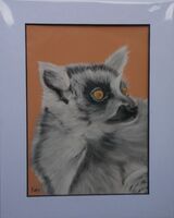 Ring-tailed Lemur