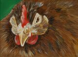 Brown Ranger Chicken