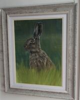 Brown Hare