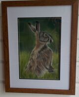 Brown Hare