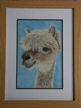 Alpaca - Pastels