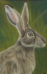 Brown Hare