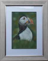 Puffin