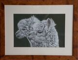 Alpacas