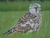 Baby Kestrel