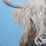 Highland Cow