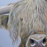 Highland Cow