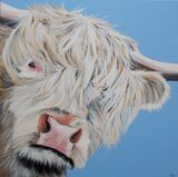 Highland Cow