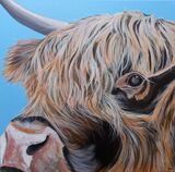 Highland Cow4