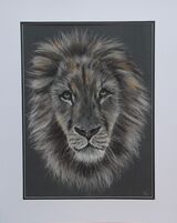 African Lion