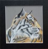 Sumatran Tiger7