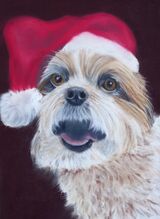 Festive Dog